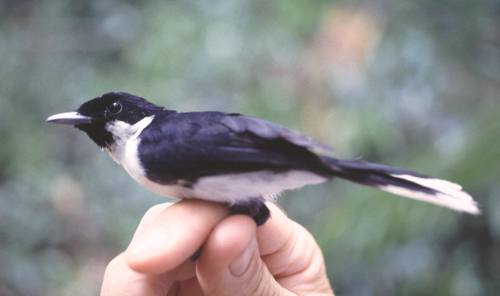 Kehicap Boano Burung Langka yang terabaikan