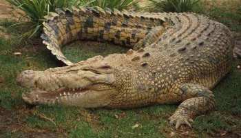 bapak-ini-menang-duel-lawan-buaya-5-meter-lalu-selfie-ini-fotonya