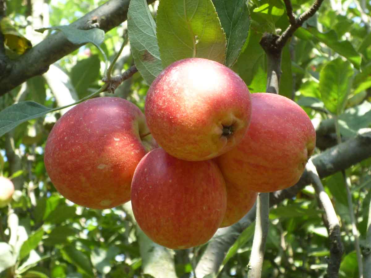 `Importir` Sebut Konsumen yang Sering Makan Buah `LOKAL` Bakal `DIARE`