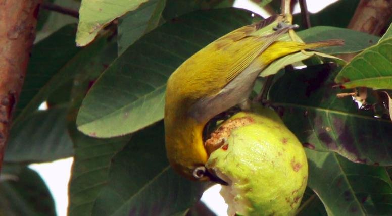 Tips Sederhana Agar burung Pleci mau Makan Voer