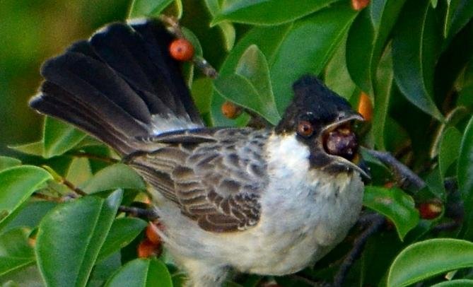 2 Jenis Burung Kutilang Yang Sering Dipelihra
