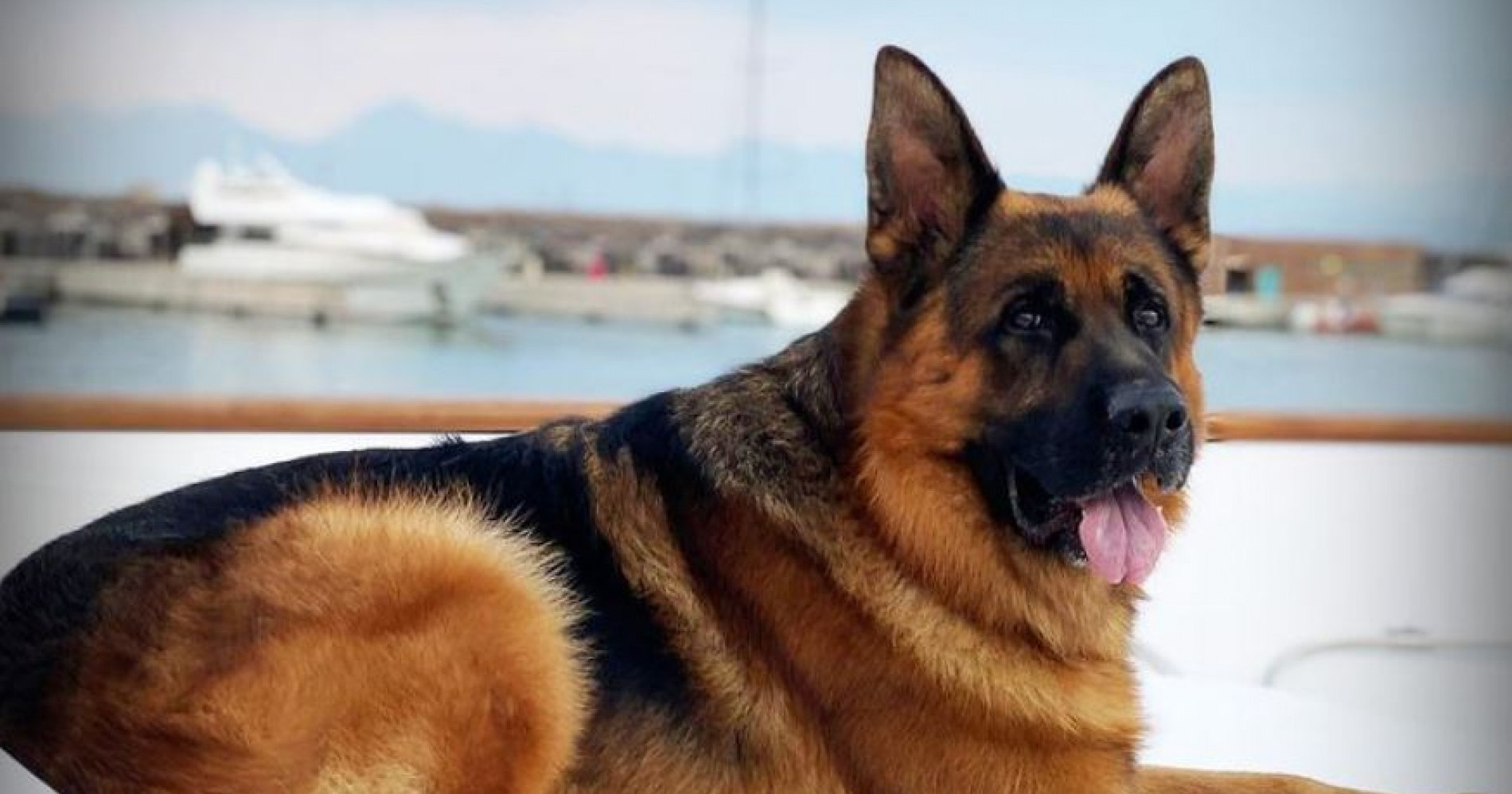 Kenalin Nih Gunther VI, Anjing Terkaya di Dunia yang Tinggal di Rumah Mewah Madonna