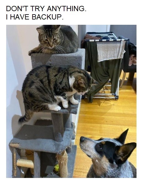 Daftar Meme Anjing vs Kucing Terbaik untuk semua Penggemar Kucing dan Anjing!