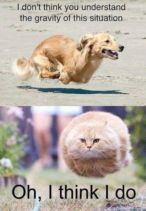 Daftar Meme Anjing vs Kucing Terbaik untuk semua Penggemar Kucing dan Anjing!
