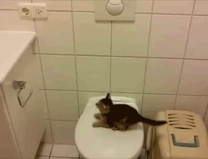 Sepandai - pandainya kucing melompat akhirnya jatuh juga !