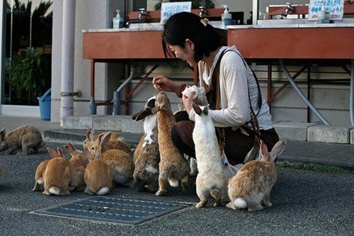 Pulau Okunoshima, Pulau Yang Di Huni Ribuan Kelinci