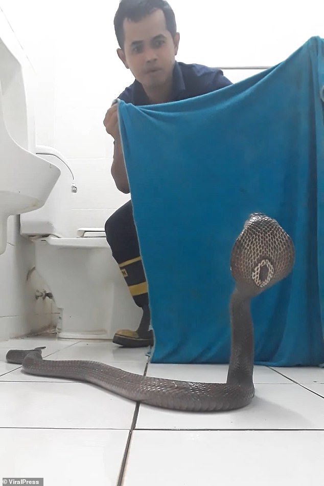 Gini Nih Caranya Kabur Kalo Nemu Ular Kobra Di WC Rumah