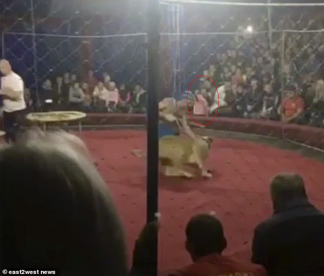 Bocah Rusia Ini Diserang Singa Saat Menonton Sirkus (Ada Videonya!)