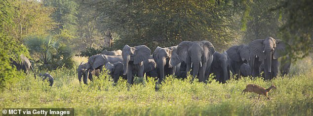 Akibat Sering Diambil Gadingnya, Gajah Afrika Berevolusi Tidak Memiliki Gading