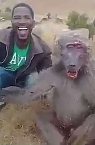 Pria Ini Jadi Buronan Pnyelamat Binatang Gara-gara Ngeledekin Babon Yang Lagi Terluka