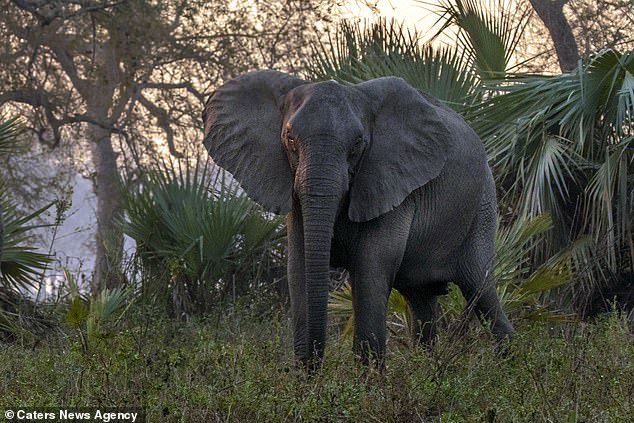 Akibat Sering Diambil Gadingnya, Gajah Afrika Berevolusi Tidak Memiliki Gading