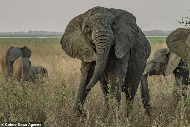 Akibat Sering Diambil Gadingnya, Gajah Afrika Berevolusi Tidak Memiliki Gading