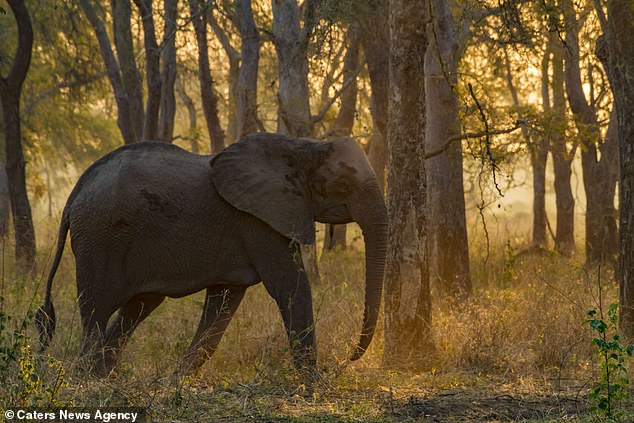 Akibat Sering Diambil Gadingnya, Gajah Afrika Berevolusi Tidak Memiliki Gading