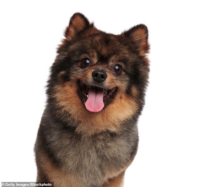 Brooklyn woman charged with making her roommate&rsquo;s dog perform sex act 