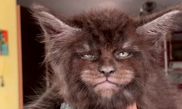 3 Alasan Netijen Suka Banget Sama Kucing