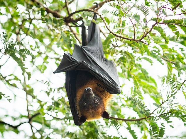  'Coronavirus did NOT come from animals in Wuhan market': Landmark study suggests