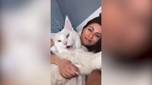 Kucing atau Anjing? Saking Besarnya Hewan Peliharaan Ini Sering Buat Orang Bingung