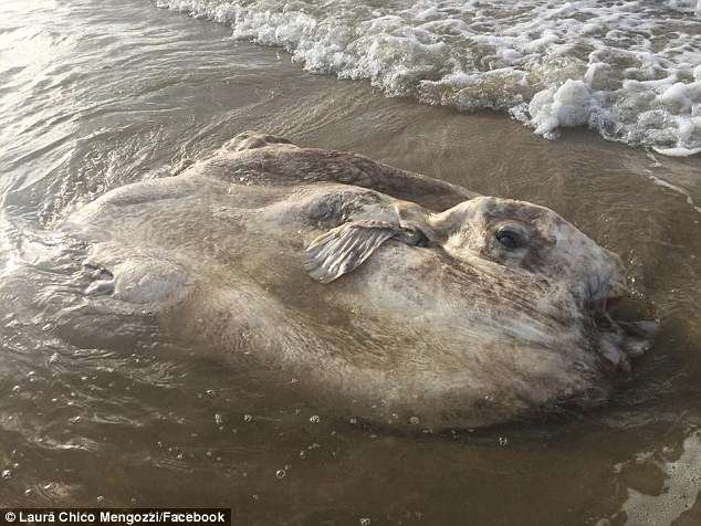 Warga Australia Menemukan Sosok Ini Di Tepi Pantai Dan Bikin Heboh Warganet