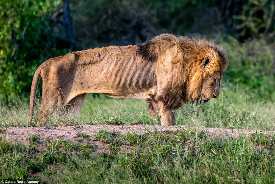 Kondisi Singa Ini Setelah Kehilangan Harga Dirinya, Kasian Gan