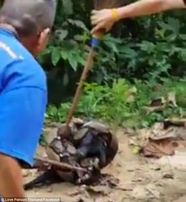 Ular Ini Hampir Makan Besar Hari Ini, Tapi Sayang Santapannya Lepas Gara-gara Ini