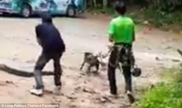 Ular Ini Hampir Makan Besar Hari Ini, Tapi Sayang Santapannya Lepas Gara-gara Ini