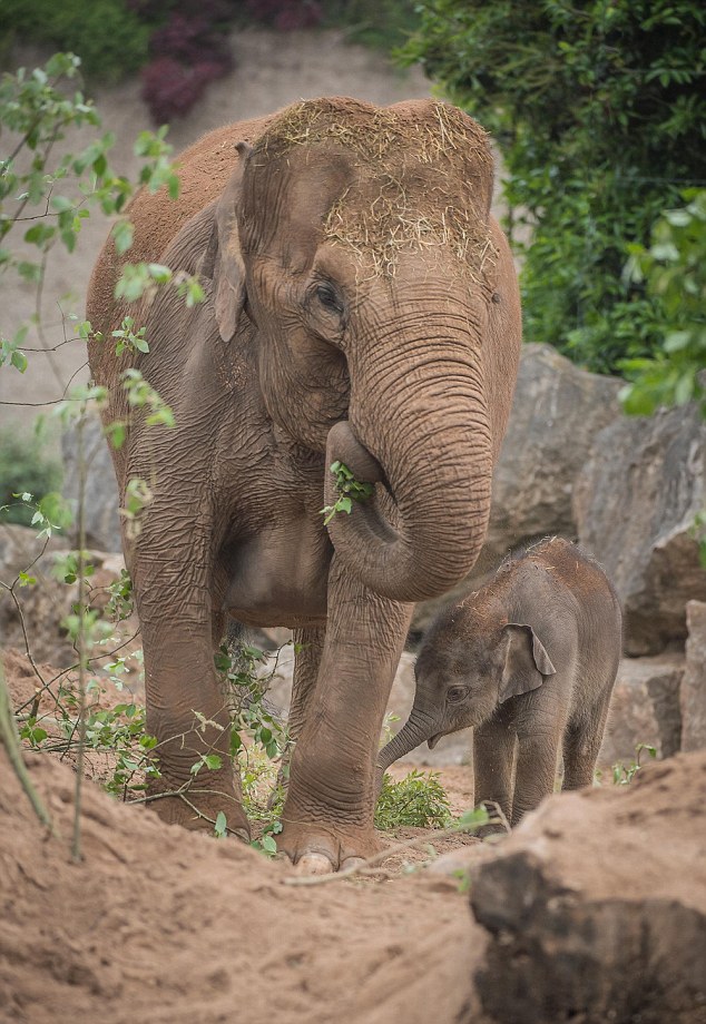 Akibat Sering Diambil Gadingnya, Gajah Afrika Berevolusi Tidak Memiliki Gading