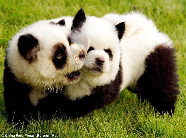 (lucu dan unik gan),trend baru di china,mengubah anjing menjadi panda dan harimau
