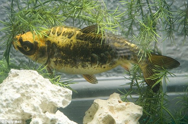 Ikan Aneh Mirip Manusia Kejutkan Pemiliknya