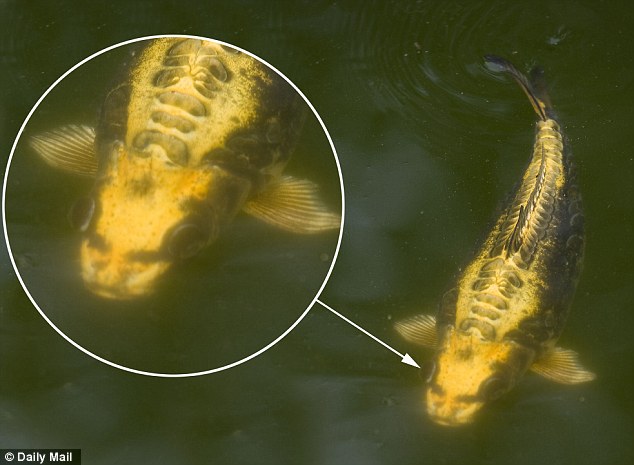 Ikan Aneh Mirip Manusia Kejutkan Pemiliknya