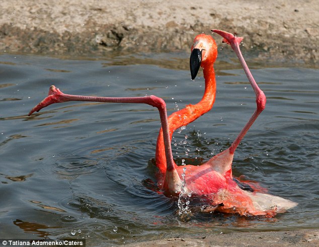 Cerita Lucu Tentang Burung Flamingo Terpeleset