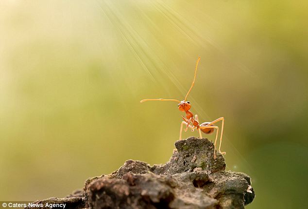 inilah-foto-semut-menari-karya-fotografer-indonesia