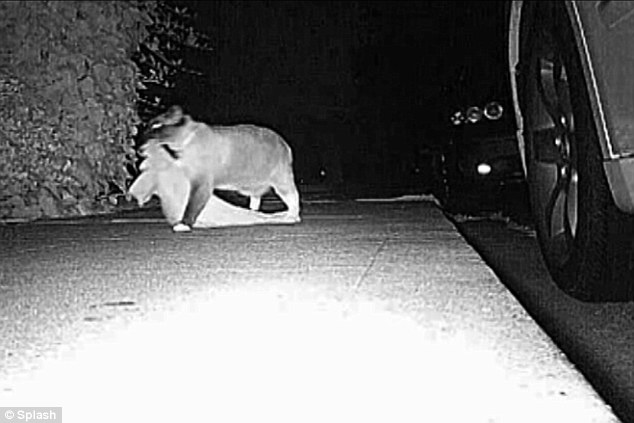 dusty&#039;kucing nakal ini mencuri 600 barang milik tetangga