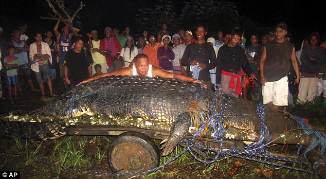 Ini Dia, Gan! Buaya Terbesar Sejagad Yang Pernah Ditangkep Orang!!! Cekidot dah!!!