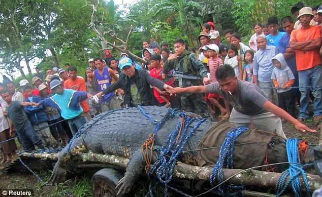 Ini Dia, Gan! Buaya Terbesar Sejagad Yang Pernah Ditangkep Orang!!! Cekidot dah!!!