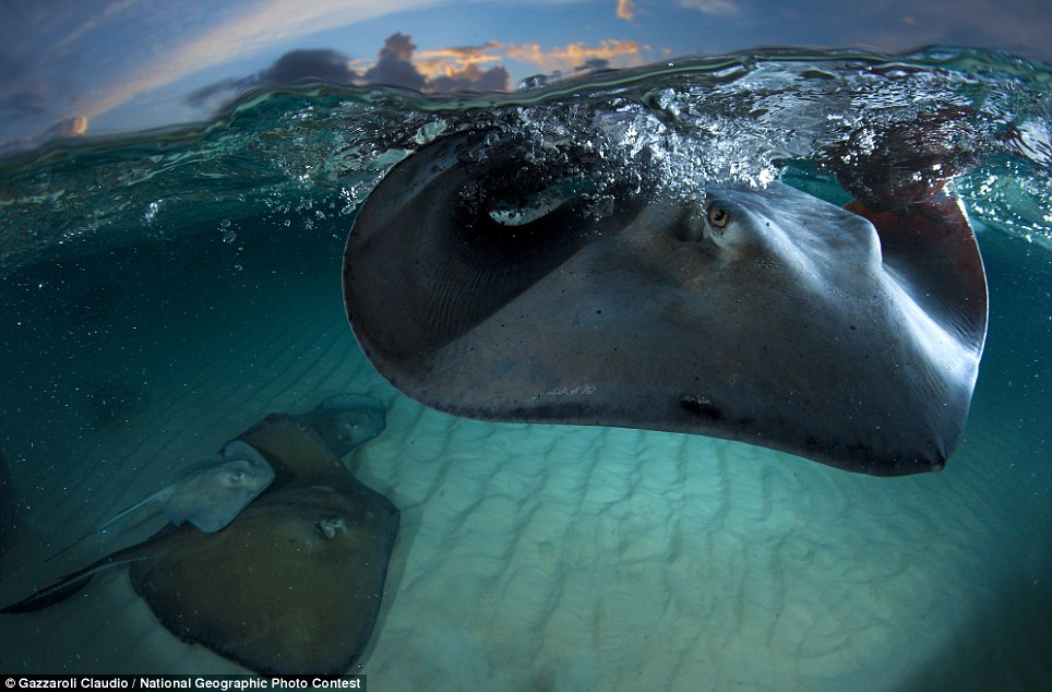 10 Foto Terbaik Januari 2013 National Geographic