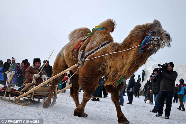 Uniknya Festival Naadam di Mongolia