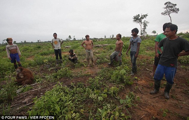 Selamatkan Hutan