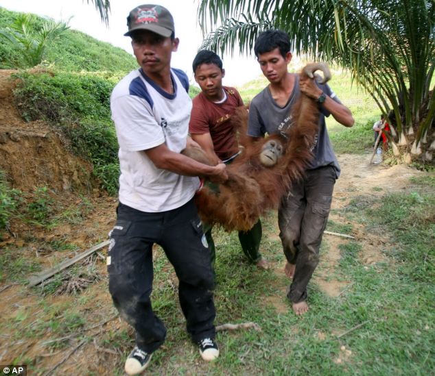 Potret menyedihkan orang utan