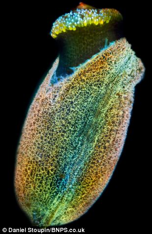 Gambar Menakjubkan Mikro Organisme Air Dari Lensa Mikroskop