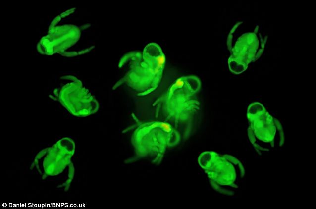 Gambar Menakjubkan Mikro Organisme Air Dari Lensa Mikroskop