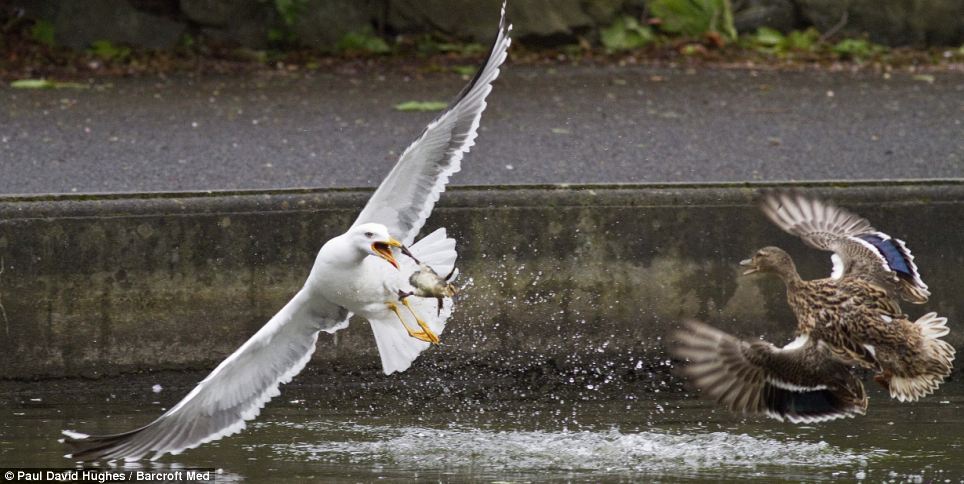 Foto Seekor BANGAU Memangsa Anak BEBEK Yang Baru Menetas