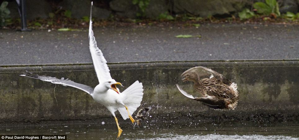 Foto Seekor BANGAU Memangsa Anak BEBEK Yang Baru Menetas