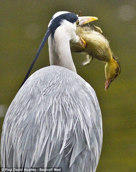 Foto Seekor BANGAU Memangsa Anak BEBEK Yang Baru Menetas