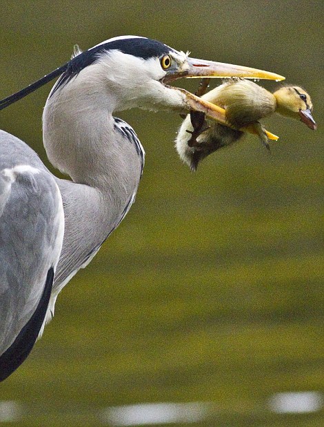 Foto Seekor BANGAU Memangsa Anak BEBEK Yang Baru Menetas