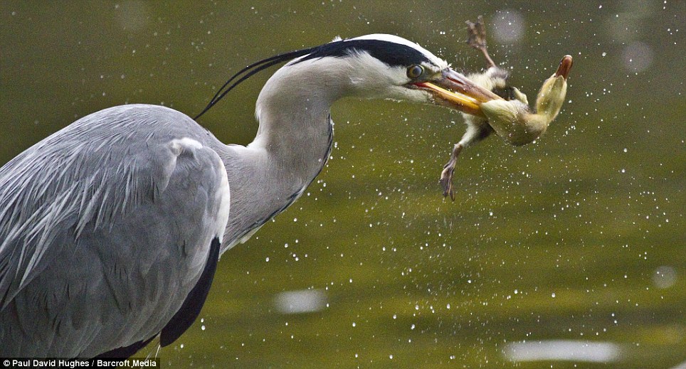 Foto Seekor BANGAU Memangsa Anak BEBEK Yang Baru Menetas