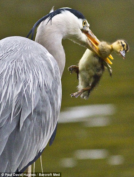 Foto Seekor BANGAU Memangsa Anak BEBEK Yang Baru Menetas