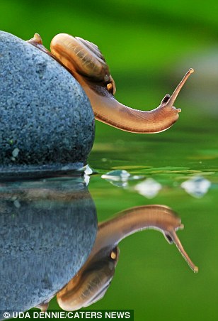 Siput Kecil Naik Cangkang Induknya Untuk Menyeberangi Genangan Air