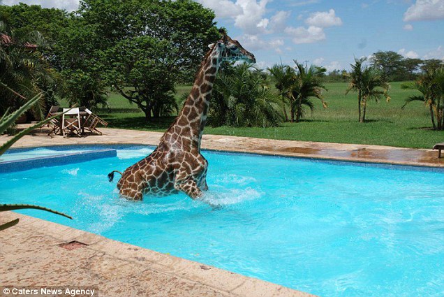 8 Kolam Renang Mewah Sekaligus Menyeramkan di Dunia