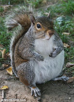 Hewan - Hewan Mengalami Obesitas????
