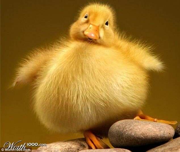 Hewan - Hewan Mengalami Obesitas????